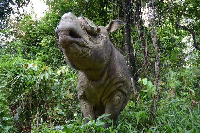 Sumatran rhino Kertam in Malaysia