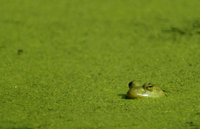 Nutrient Pollution Chokes Marine and Freshwater Ecosystems