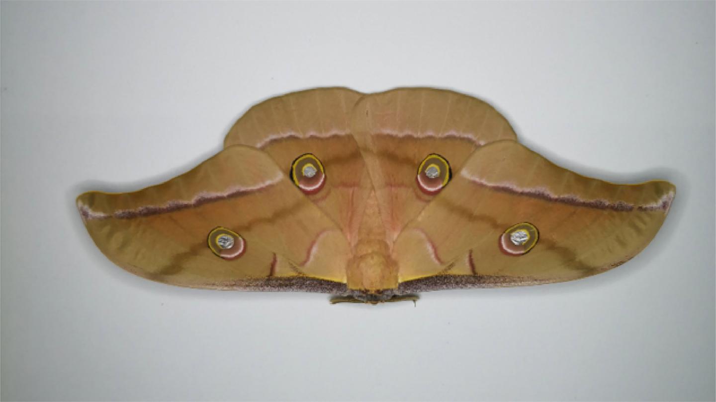 Thomas Neil: Moth wings