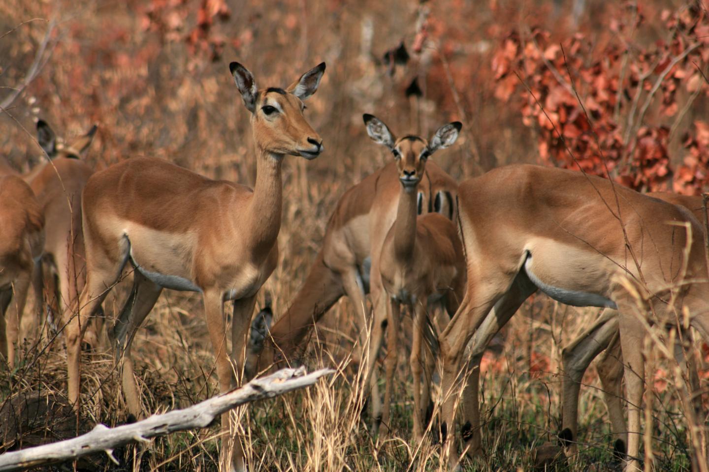 The Impacts of Herbivory on Continental Scales (6 of 10)