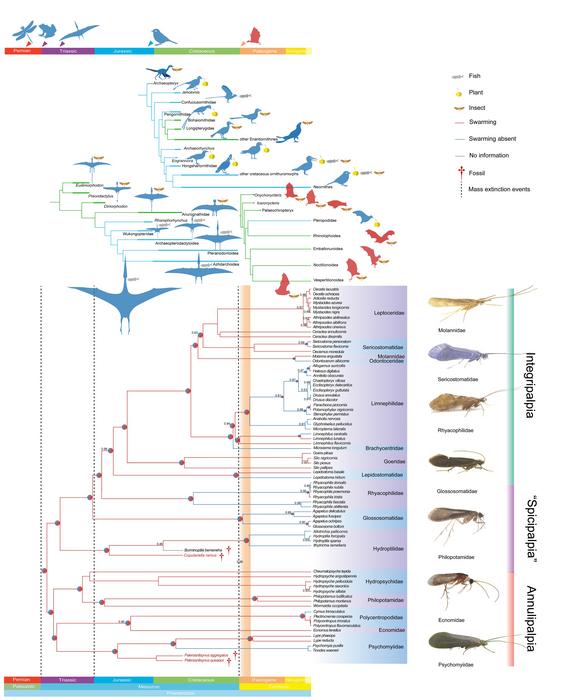 Phylogenetic analysis and ancestral reconstruction of swarming behavior for Trichoptera and their main predators.