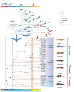 Phylogenetic analysis and ancestral reconstruction of swarming behavior for Trichoptera and their main predators.