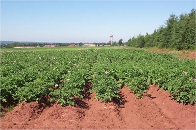 Potato Fields