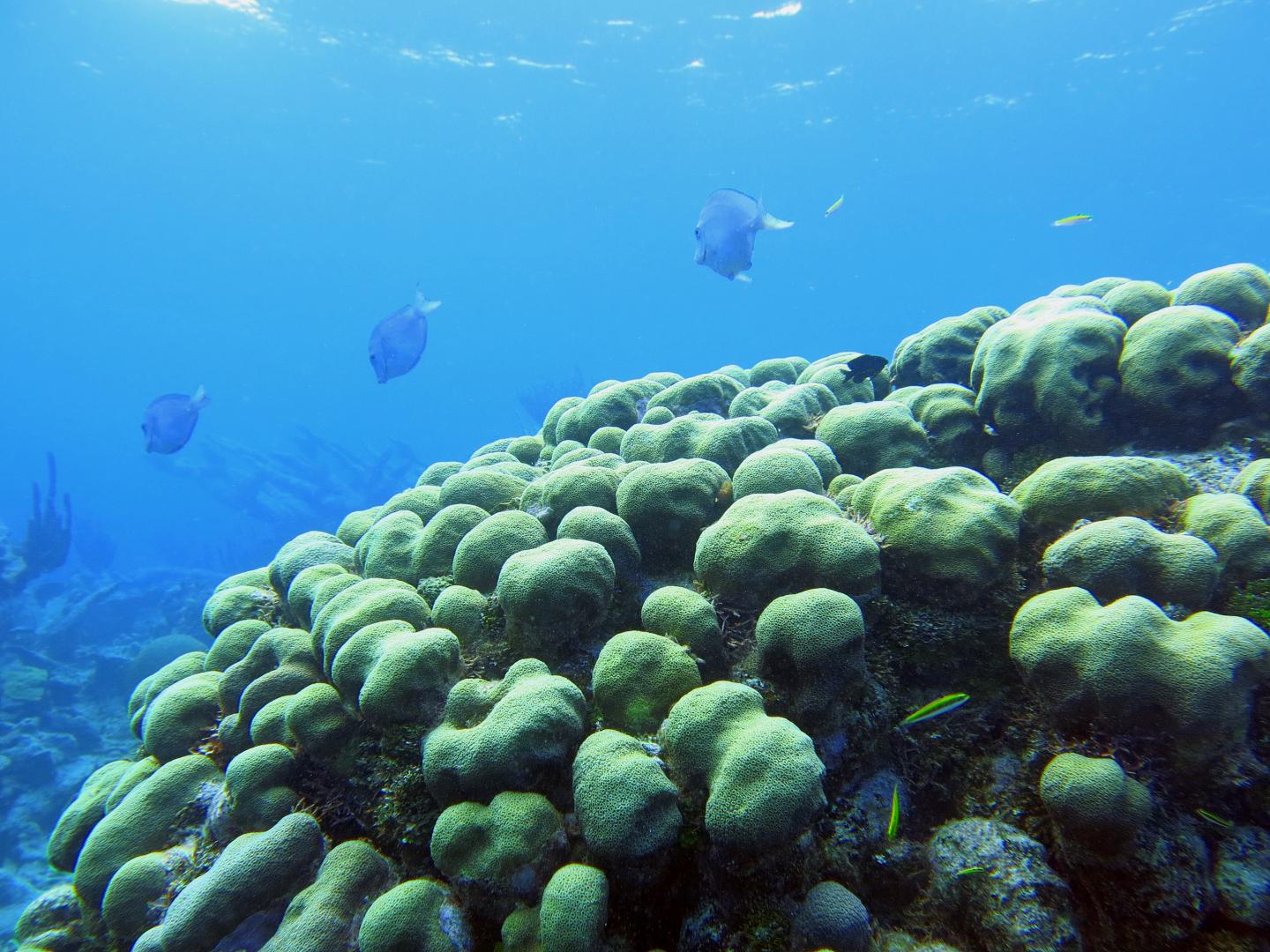 Diseases in Caribbean Coral Reefs Spike During El Nino Years (1 of 2)