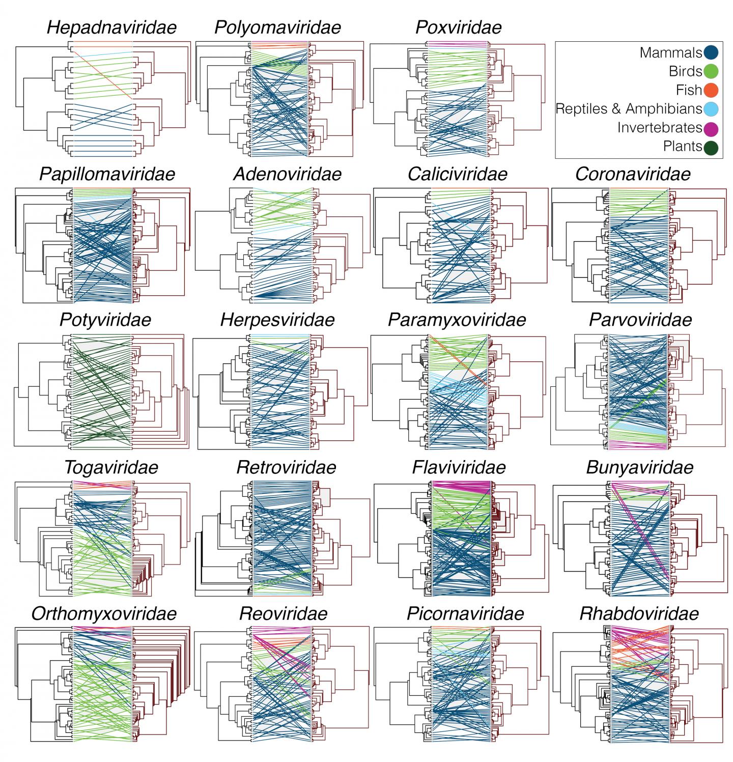 Cross-Species Jumps May Play Unexpectedly Big Role in Virus Evolution