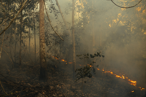 Adam_Ronan_burning_Amazon_forest
