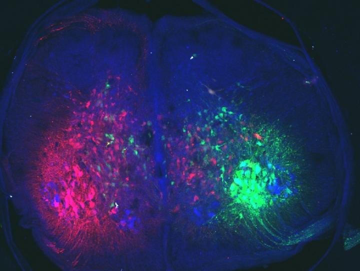 Neuronal Network at Wing Level of the Spinal Cord of a Chicken Embryo