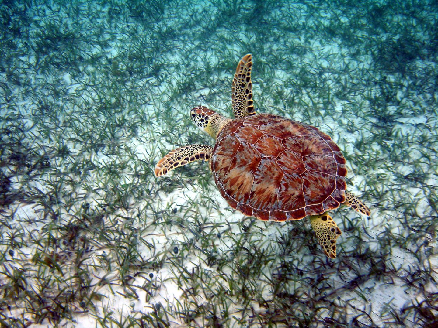 Turtle Sea Bed