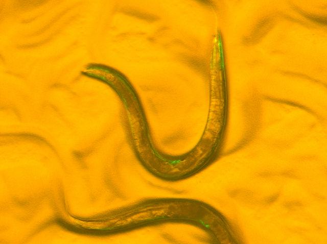 Roundworms