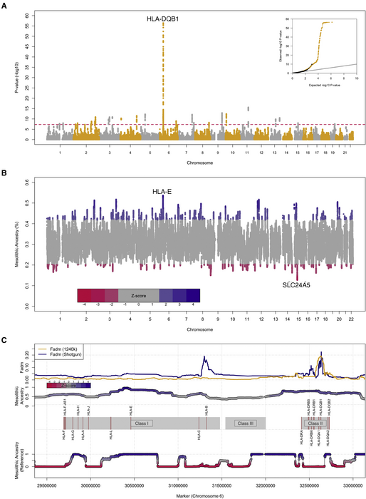 Hunter-gatherer admixture facilitated natural selection in Neolithic European farmers