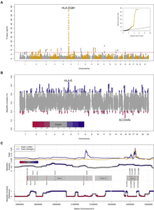 Hunter-gatherer admixture facilitated natural selection in Neolithic European farmers