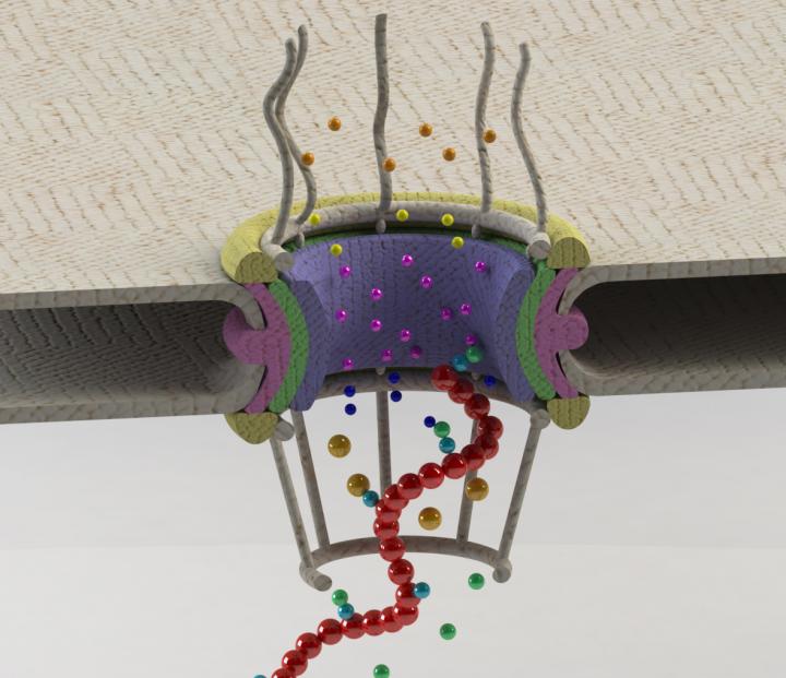 RNA-Binding Protein
