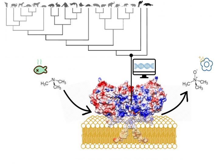 Reconstructing Ancestral Proteins