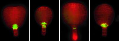 Root Or Shoot? Ear Calls The Shots