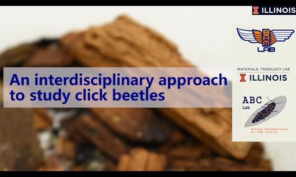 Click Beetle Video