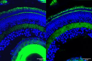 Zebrafish photoreceptors before and after gene knockout