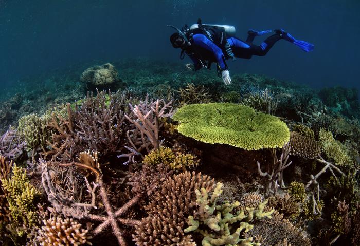 A restored reef, 4 years after [IMAGE] | EurekAlert! Science News Releases