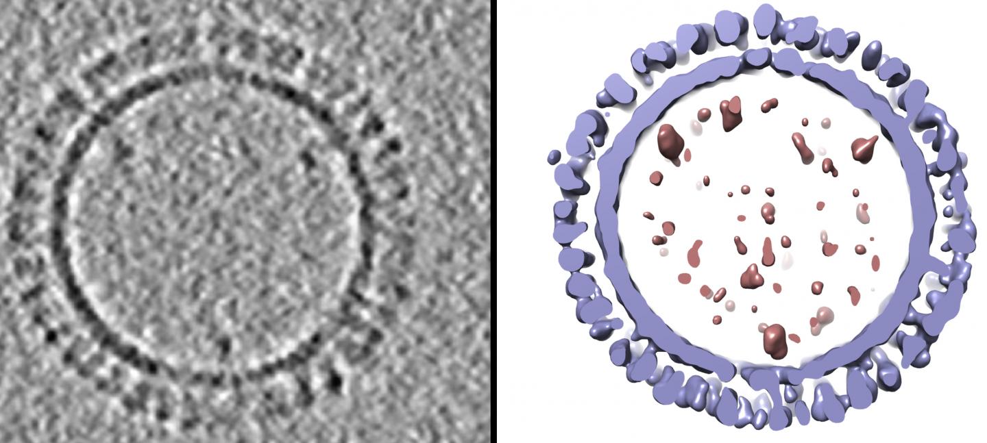 1918 H1 Influenza Virus-like Particle (VLP)