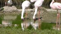 Lesser Flamingos Foraging