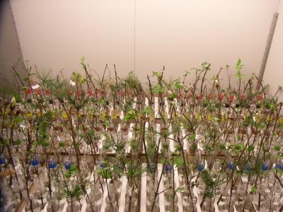 Shortened Winter in the Climate Chamber