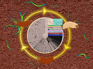 Life cycle of the entomopathogenic bacteria–nematode complex and the pangenomic approach used in this study.