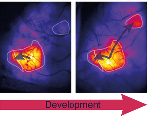 Brain connections have their own tempo