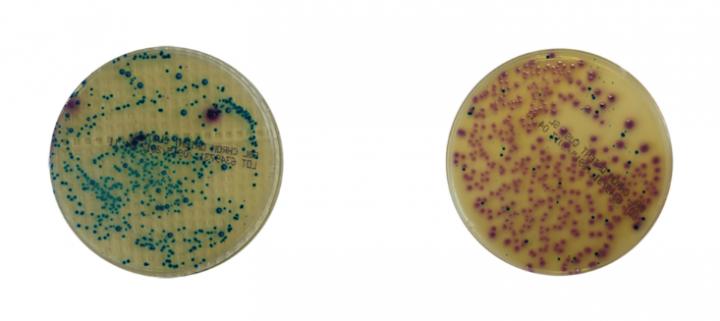 Comparison of Rat Fecal Matter before and after Spinal Cord Injury