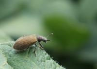 <em>Lagria villosa</em> Beetle