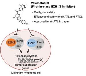 Mechanism of methylated-histone inhibitor valemetostat