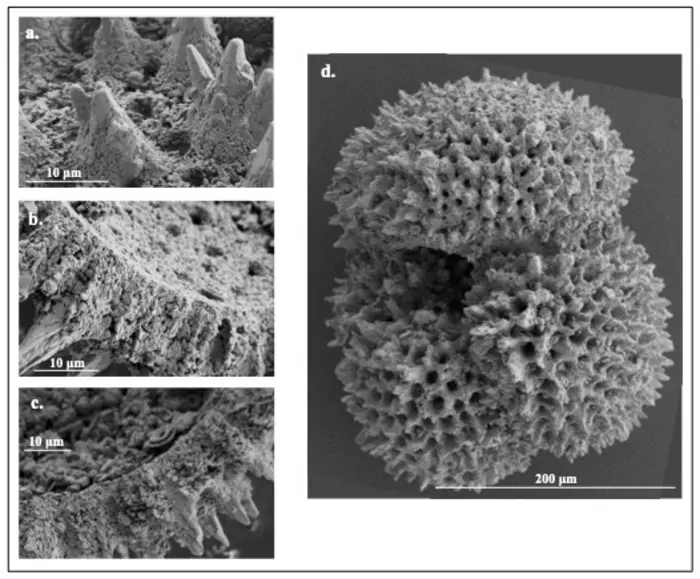 foraminifera