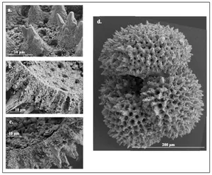 foraminifera