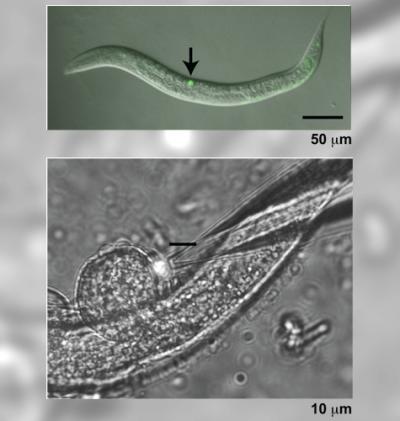 Migrating Cells in a Nematode