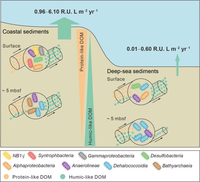 近岸与深海沉积物中类腐殖质DOM循环差异的模式图
