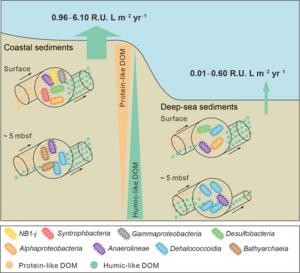 The conceptual model of contrasting humic-like DOM cycling between coastal and deep-sea sediments.