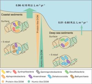 The conceptual model of contrasting humic-like DOM cycling between coastal and deep-sea sediments.