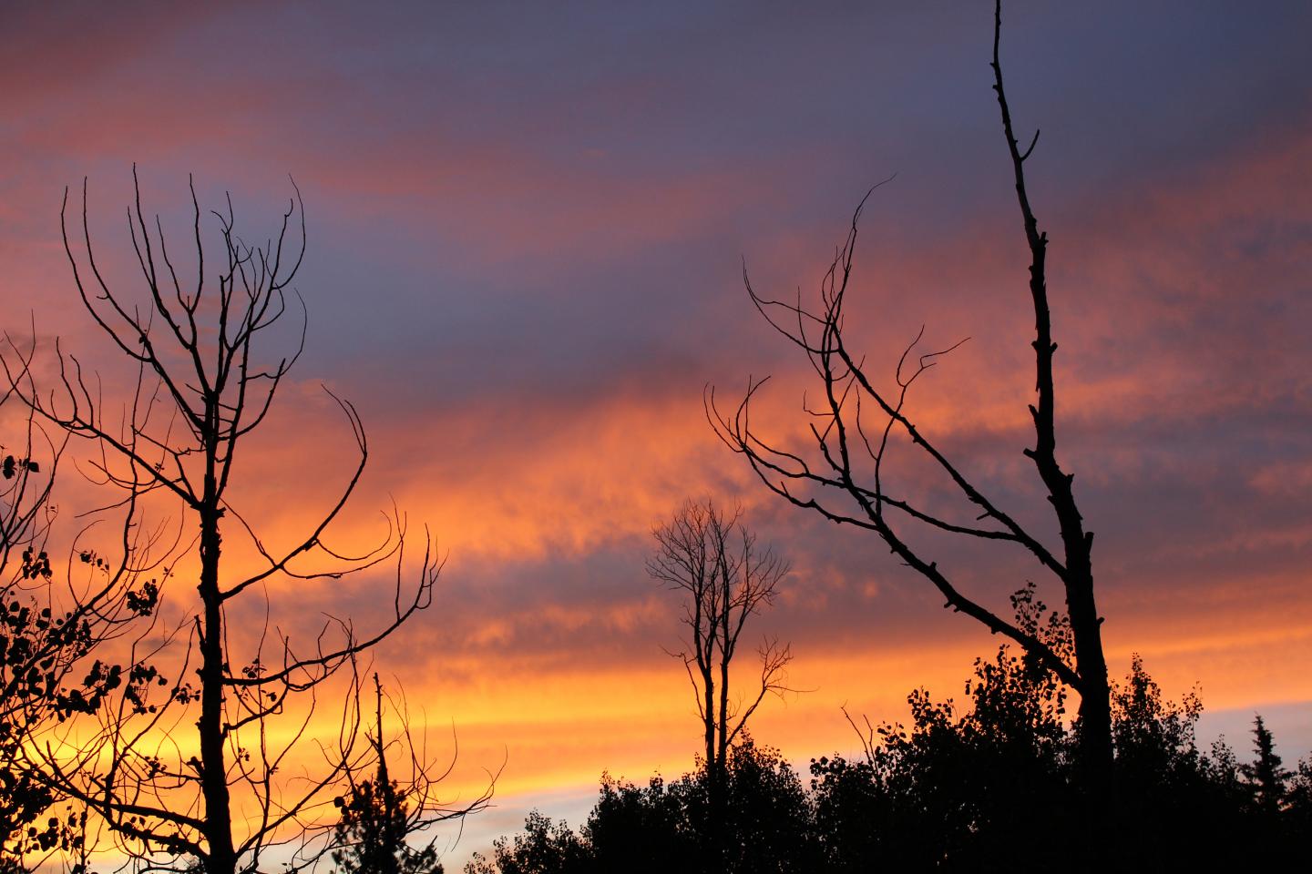 Drought's Legacy on Trees Is Worth Modeling (3 of 6)