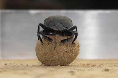 Dung Beetle Dance Provides Crucial Navigation Cues