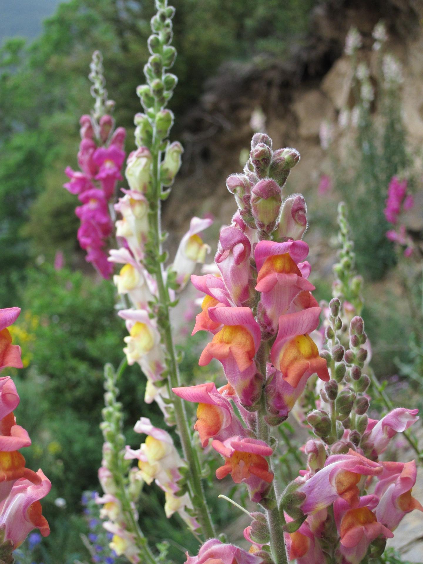 Antirrhinum Plants