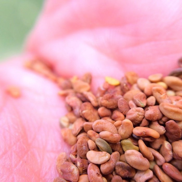 Alfalfa seeds often show dormancy and fail to germinate
