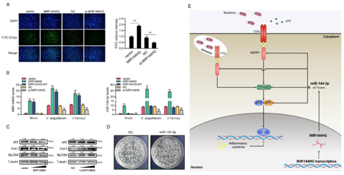 LncRNA MIR144HG regulates the antibacterial innate immune mediated by MyD88, TAK1, and p65 by deriving miR-144-3p in fish