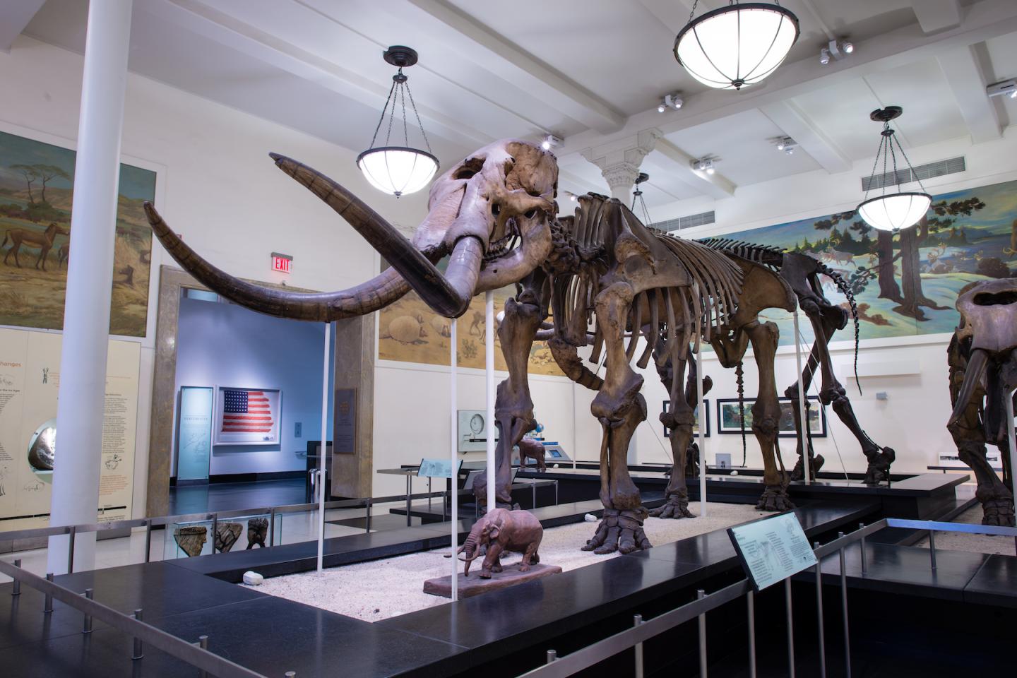 Museum mastodon 2