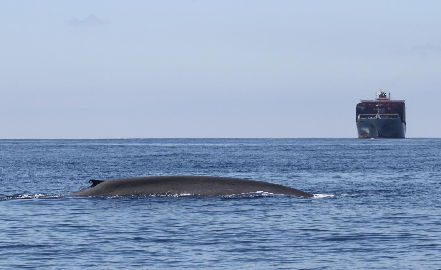 Blue Whale and Ship