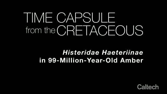 Time Capsule from the Cretaceous