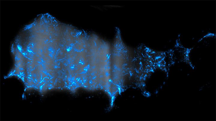 Cholera Invasion in Zebrafish