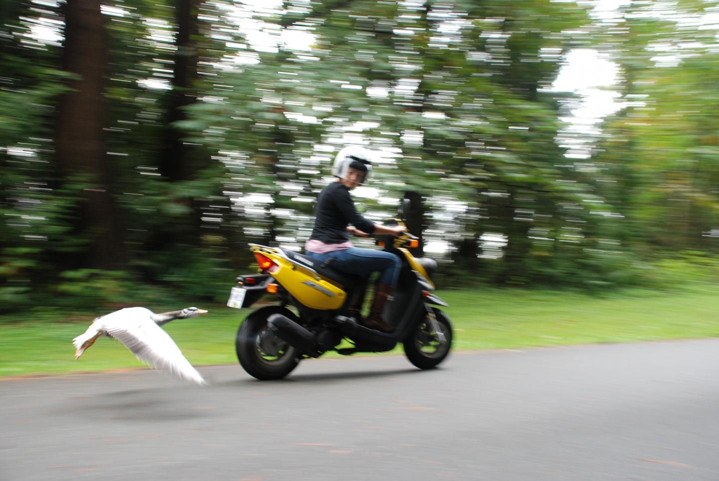 Bar-Headed Goose Flight Training