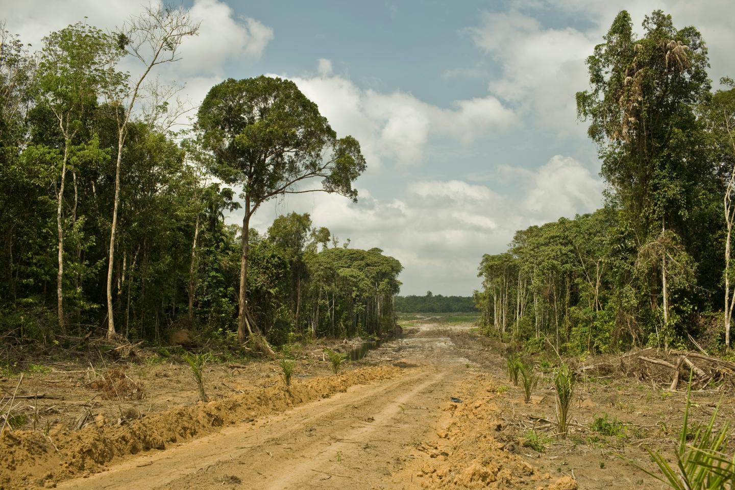 Road for Oil Palm Plantation