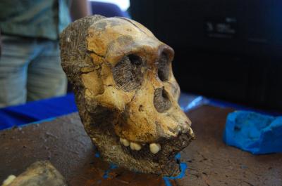 <i>Australopithecus sediba</i> Skull