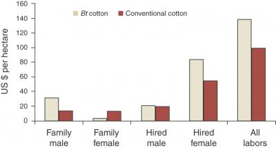 Returns to Labor from Bt Cotton and Conventional Cotton in Rural India
