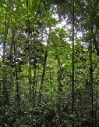 An 18-Year-Old Second-Growth Wet Tropical Forest in Costa Rica