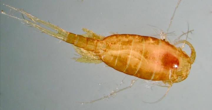 Copepod <i>Lucicutia hulsemannae</i>